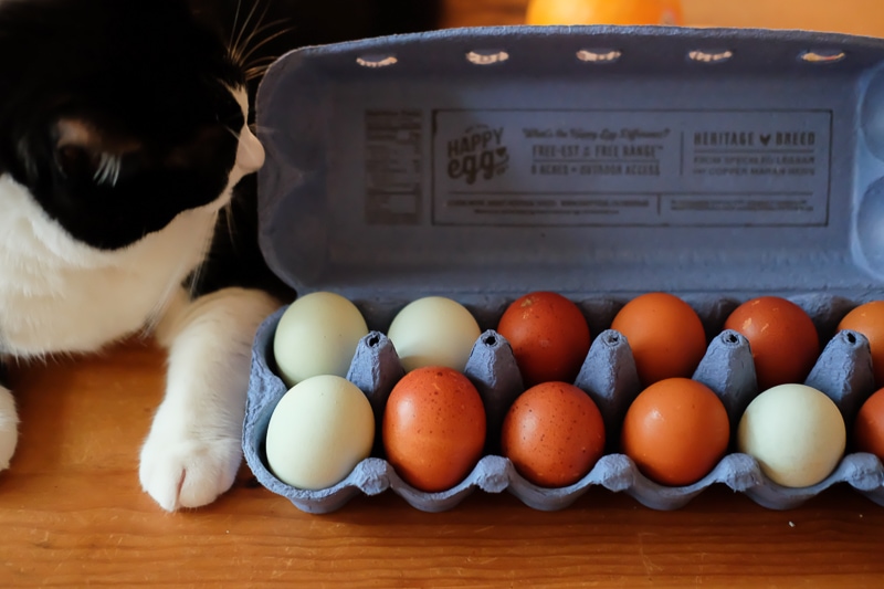 カラフルたまご