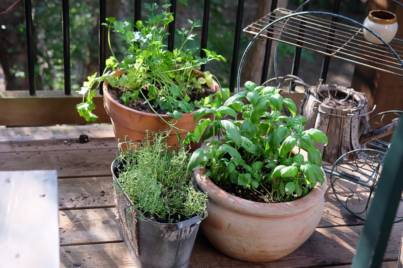 ハーブが生き生きしてきた♪