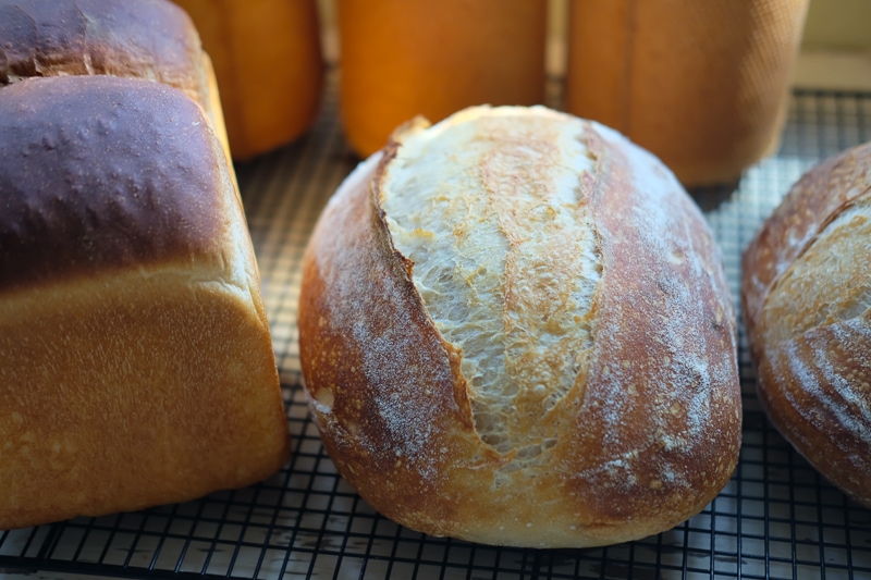 オーバルサワードウ