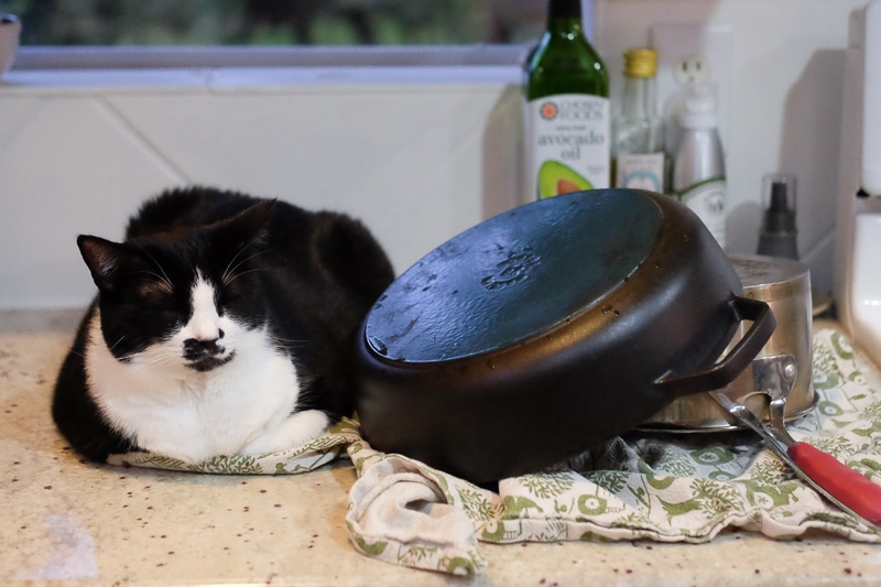 洗い物とあんこちゃん