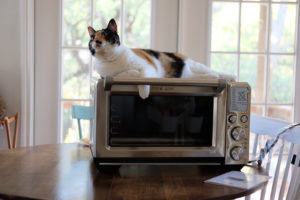 わたしの方が強いのよ