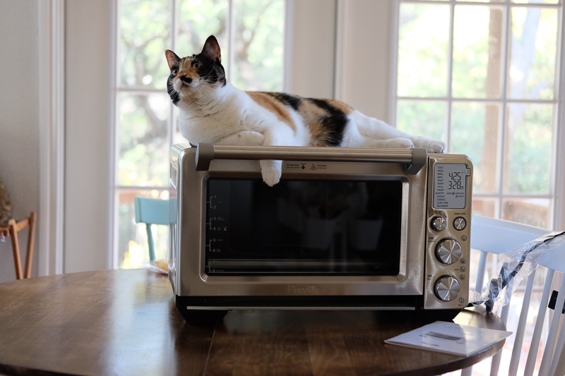 わたしの方が強いのよ