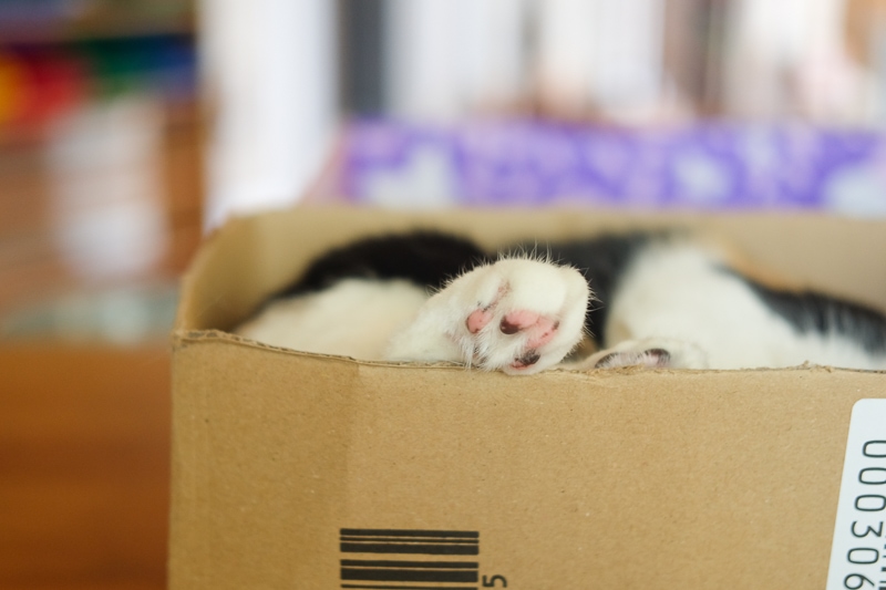 足がちょこんと