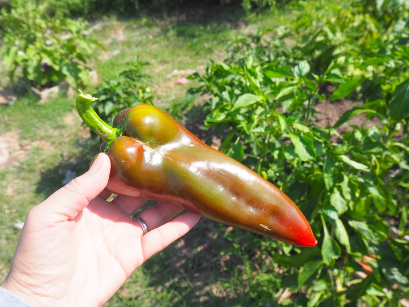 もぎたてペッパー