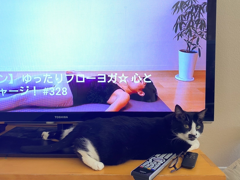 ヨガのコンパニオン