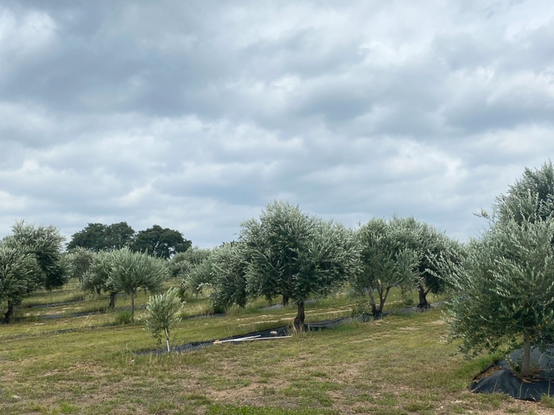 オリーブ畑