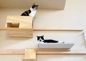 キャットウォーク