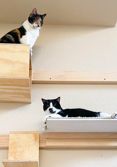 キャットウォーク