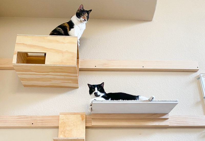 キャットウォーク