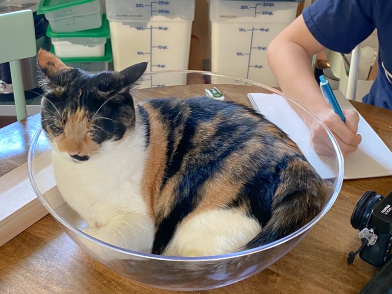 気に入ってます