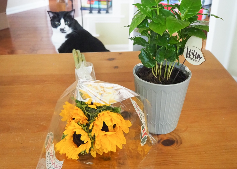 ひまわりとコーヒーの木