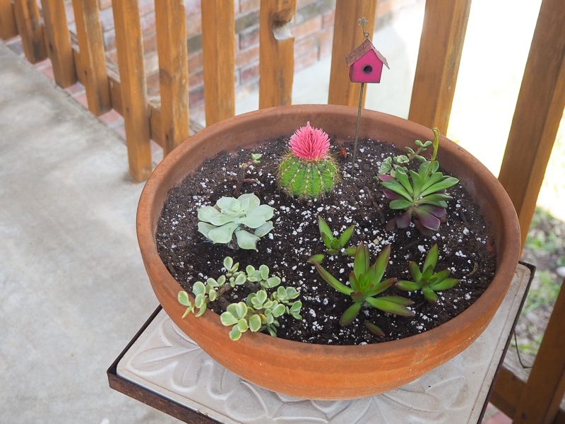 多肉の寄せ植え