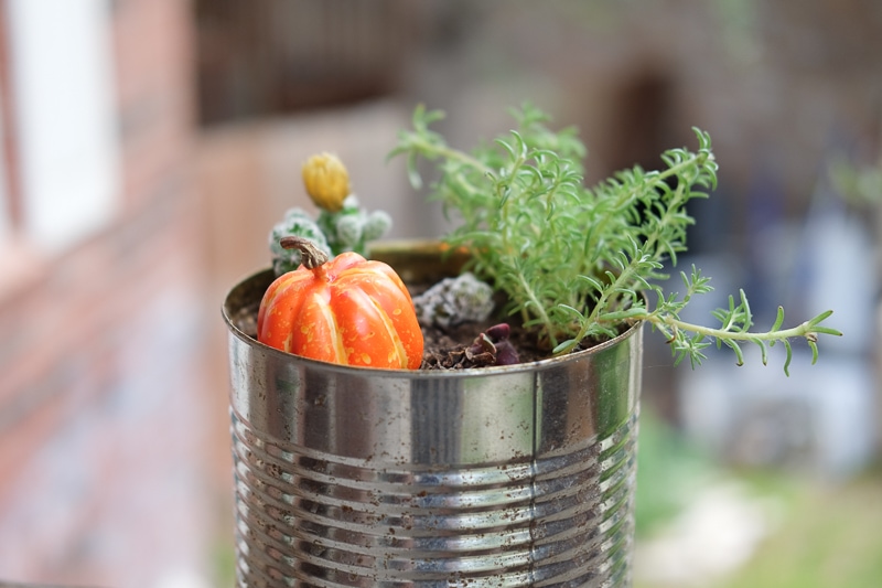 ひっそりかぼちゃ