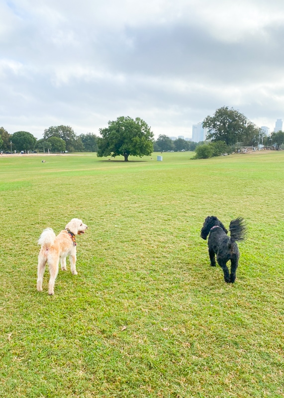 ラブラドゥードル