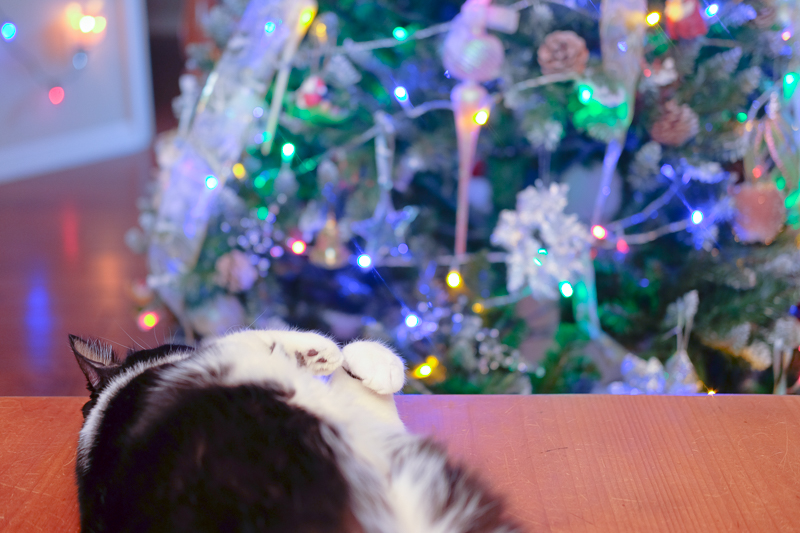 あんこちゃんとツリー