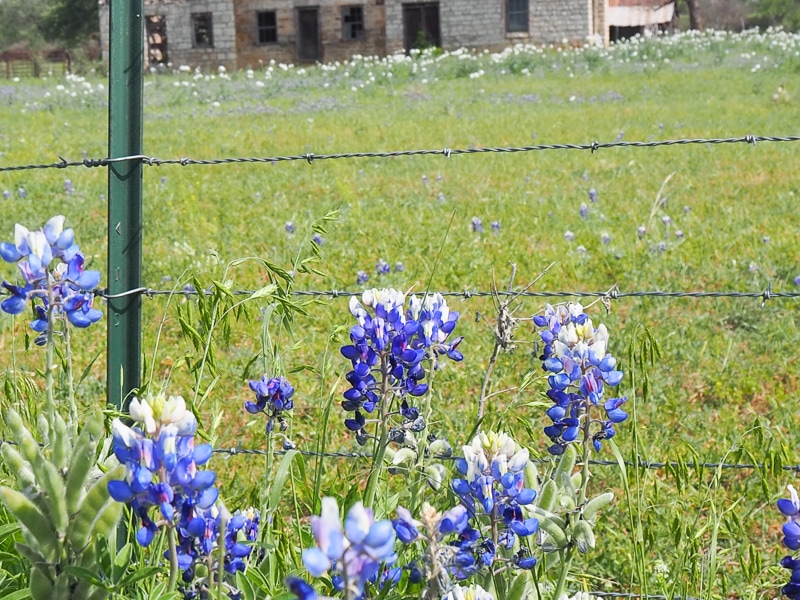 ブルーボネット