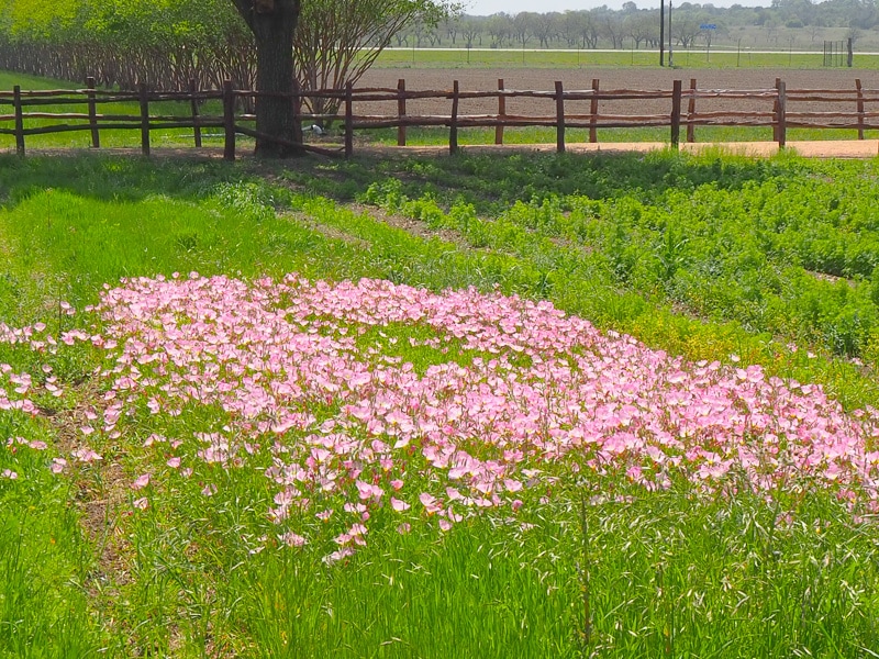 プライムローズ