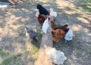 ニワトリさんたち