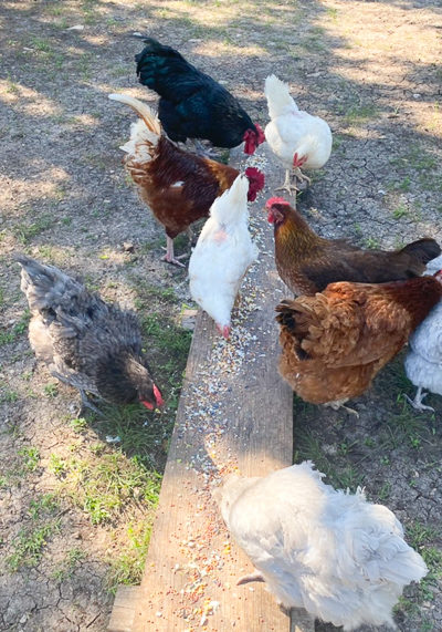 ニワトリさんたち