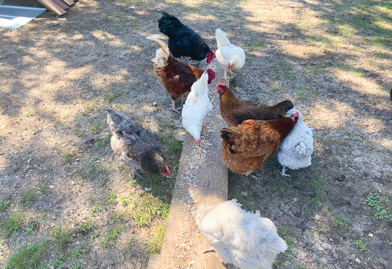 ニワトリさんたち