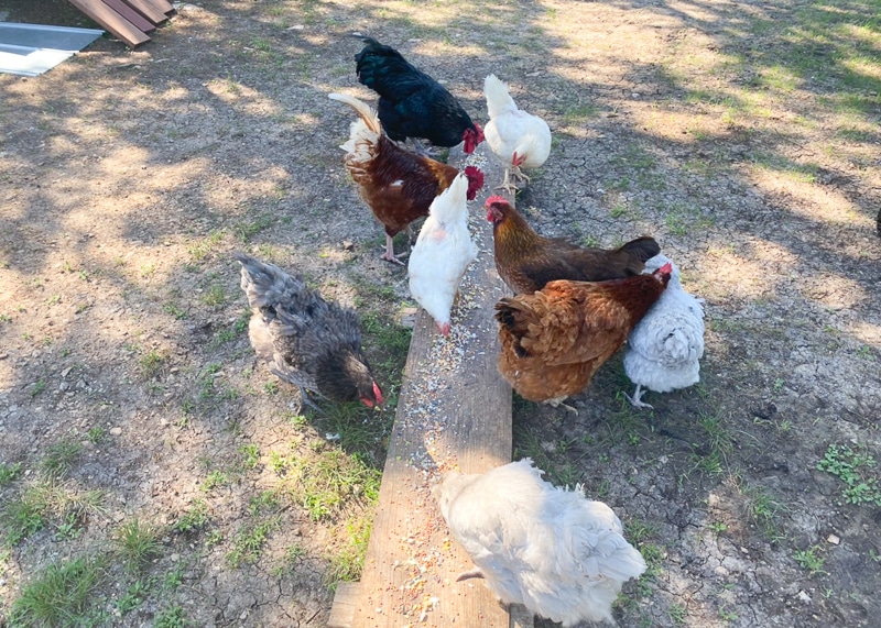 ニワトリさんたち