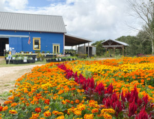 マリーゴールドファーム