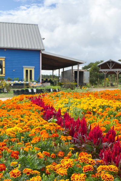 マリーゴールドファーム