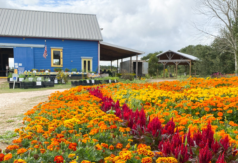 マリーゴールドファーム