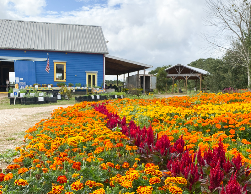 マリーゴールド畑