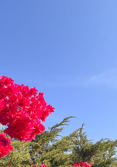 ブーゲンビリア