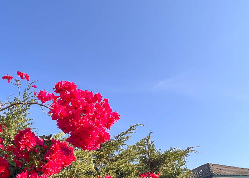 ブーゲンビリア