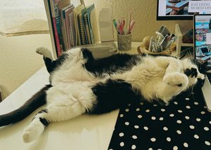 愛猫あんこちゃん