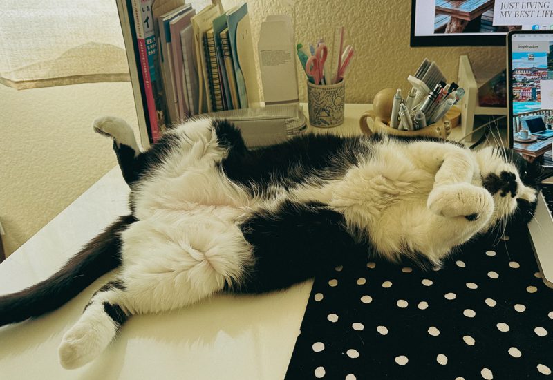 愛猫あんこちゃん